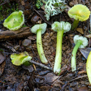 1733242098hygrocybe Virescens 1 — fungi (mushrooms and slime molds) option 14