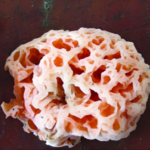 1735403546spongiforma Squarepantsii — fungi (mushrooms and slime molds) option 15