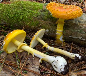 1739194654amanita Flavoconia 1 — fungi (mushrooms and slime molds) option 16