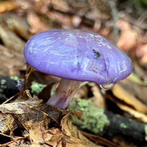 1740238809cortinarius Iodes 1 — fungi (mushrooms and slime molds) option 17