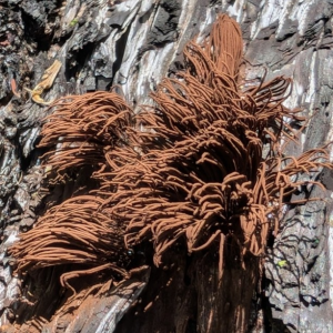 1741011461stemonitis Splendens 2 — fungi (mushrooms and slime molds) option 18