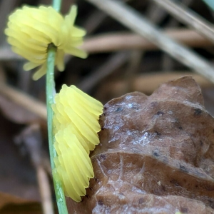1746744150stemonitis Flavogenita 1 — fungi (mushrooms and slime molds) option 19