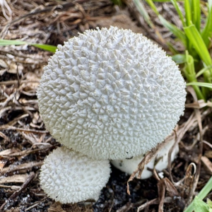 1752952879lycoperdon Marginatum 2 — fungi (mushrooms and slime molds) option 20