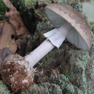 Amanita Porphyria 1 — fungi (mushrooms and slime molds) option 21