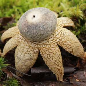 Astraeus Hygrometricus 1 — fungi (mushrooms and slime molds) option 22