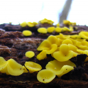 Bisporella Citrina 5 — fungi (mushrooms and slime molds) option 23