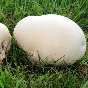 Calvatia Gigantea 3 — fungi (mushrooms and slime molds) option 24