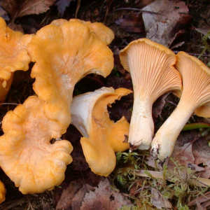 Cantharellus Friesii 2 — fungi (mushrooms and slime molds) option 25