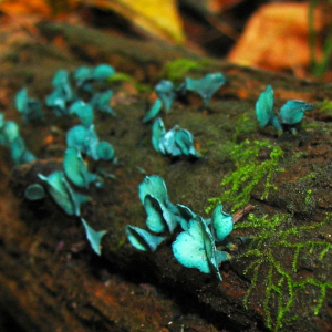 Chlorociboria Aeruginascens 2 — fungi (mushrooms and slime molds) option 26