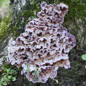 Chondrostereum Purpureum 2 — fungi (mushrooms and slime molds) option 27