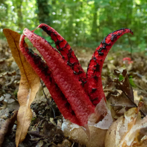 Clathrus Archeri 2 — fungi (mushrooms and slime molds) option 28