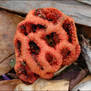 Clathrus Ruber 2 — fungi (mushrooms and slime molds) option 29