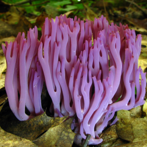 Clavulina Amethystina 4 — fungi (mushrooms and slime molds) option 30