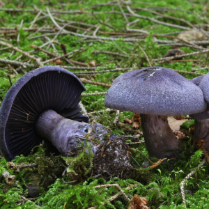 Cortinarius Violaceus 2 — fungi (mushrooms and slime molds) option 31