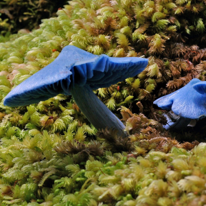 Entoloma Hochstetteri 4 — fungi (mushrooms and slime molds) option 32