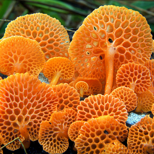 Favolaschia Calocera 2 — fungi (mushrooms and slime molds) option 33