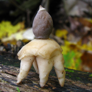 Geastrum Quadrifidum 5 — fungi (mushrooms and slime molds) option 34