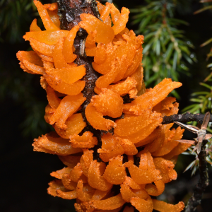 Gymnosporangium Clavariiforme 2 — fungi (mushrooms and slime molds) option 35