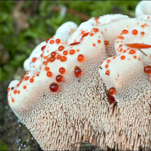 Hydnellum Ferrugineum 2 — fungi (mushrooms and slime molds) option 36