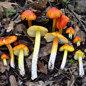 Hygrocybe Acutoconica 3 — fungi (mushrooms and slime molds) option 37