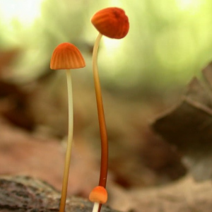 Marasmius Siccus 1 — fungi (mushrooms and slime molds) option 38