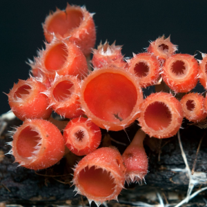 Microstoma Floccosum 2 — fungi (mushrooms and slime molds) option 39