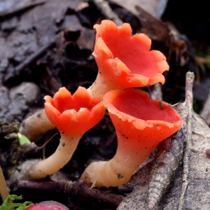 Microstoma Protractum 1 — fungi (mushrooms and slime molds) option 40