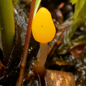 Mitrula Paludosa 3 — fungi (mushrooms and slime molds) option 41