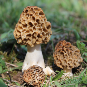 Morchella Esculenta 5 — fungi (mushrooms and slime molds) option 42