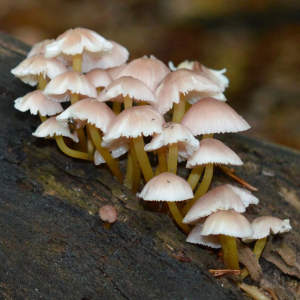 Mycena Renati 4 — fungi (mushrooms and slime molds) option 43
