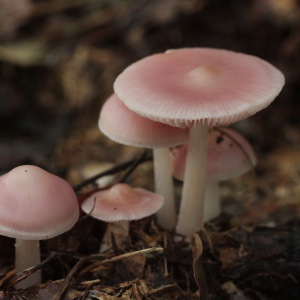 Mycena Rosea 3 — fungi (mushrooms and slime molds) option 44