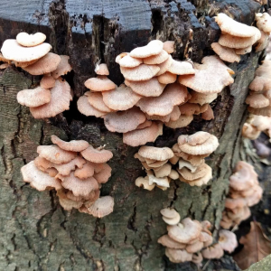 Panellus Stipticus 3 — fungi (mushrooms and slime molds) option 45