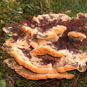 Phaeolus Schweinitzii 3 — fungi (mushrooms and slime molds) option 46
