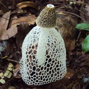 Phallus Indusiatus 2 — fungi (mushrooms and slime molds) option 47