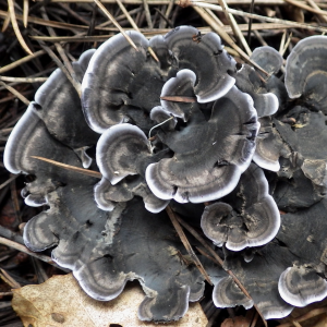 Phellodon Niger 2 — fungi (mushrooms and slime molds) option 48