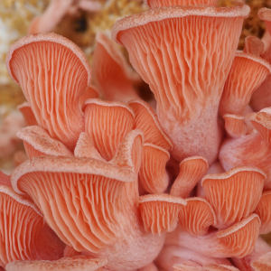 Pleurotus Djamor 2 — fungi (mushrooms and slime molds) option 49