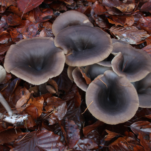 Pseudoclitocybe Cyathiformis 3 — fungi (mushrooms and slime molds) option 50