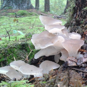 Pseudohydnum Gelatinosum 3 — fungi (mushrooms and slime molds) option 51