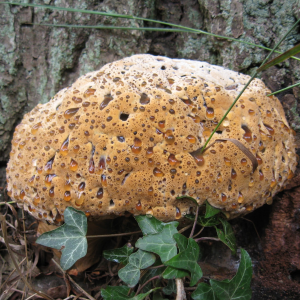 Pseudoinonotus Dryadeus 4 — fungi (mushrooms and slime molds) option 52