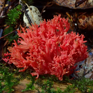 Ramaria Araiospora 2 — fungi (mushrooms and slime molds) option 53