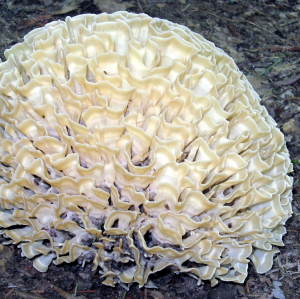 Sparassis Spathulata 2 — fungi (mushrooms and slime molds) option 54