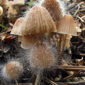 Spinellus Fusiger 4 — fungi (mushrooms and slime molds) option 55
