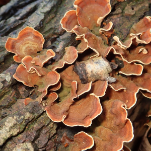 Stereum Subtomentosum 2 — fungi (mushrooms and slime molds) option 56