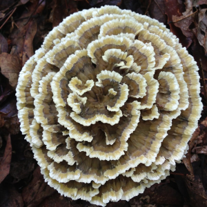 Thelephora Vialis 1 — fungi (mushrooms and slime molds) option 57