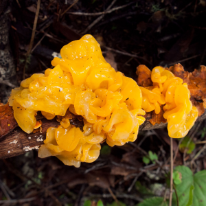 Tremella Aurantia 4 — fungi (mushrooms and slime molds) option 58