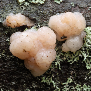 Tremella Encephala 3 — fungi (mushrooms and slime molds) option 59