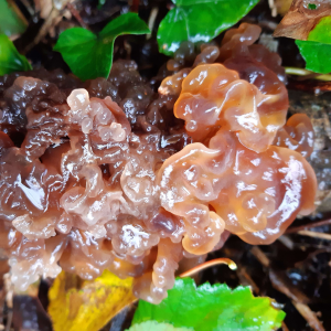 Tremella Foliacea 2 — fungi (mushrooms and slime molds) option 60