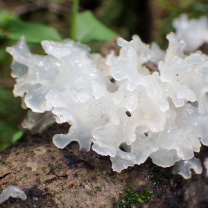 Tremella Fuciformis 2 — fungi (mushrooms and slime molds) option 61