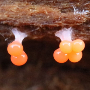 Trichia Decipiens 4 — fungi (mushrooms and slime molds) option 62