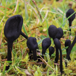 Trichoglossum Hirsutum 3 — fungi (mushrooms and slime molds) option 63